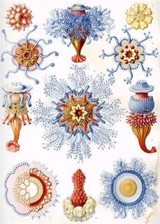 Earnst Haeckel